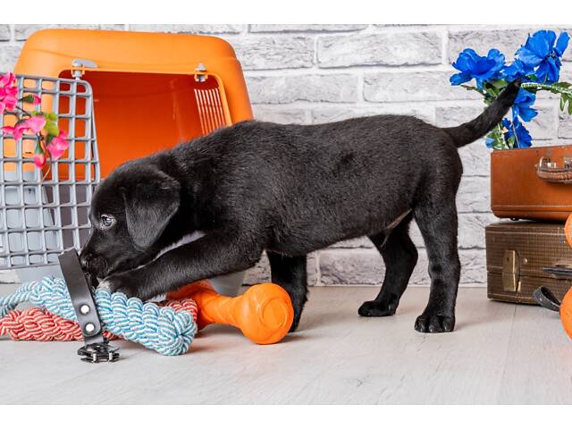 Лучший подарок на любое событие Элитные Щенки Питомника Лабрадор Ретривер С Документами Питомника Лабрадоры с Доставкой - Фото 73