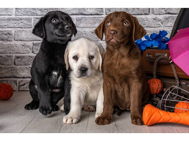 Лучший подарок на любое событие Элитные Щенки Питомника Лабрадор Ретривер С Документами Питомника Лабрадоры с Доставкой - Фото 78
