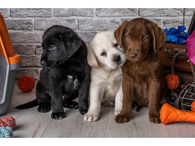 Лучший подарок на любое событие Элитные Щенки Питомника Лабрадор Ретривер С Документами Питомника Лабрадоры с Доставкой - Фото 76