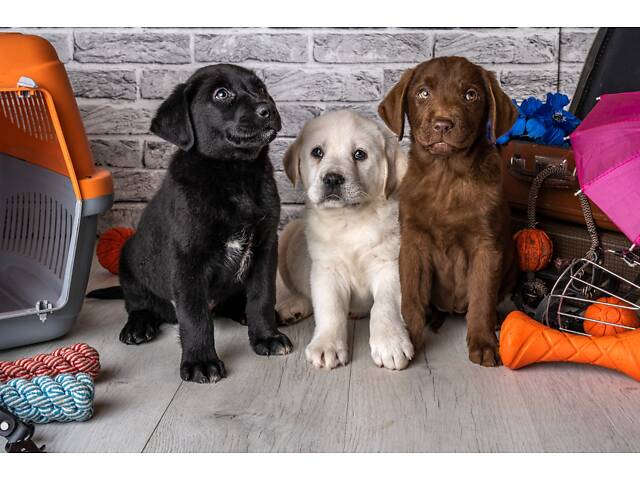 Лучший подарок на любое событие Элитные Щенки Питомника Лабрадор Ретривер С Документами Питомника Лабрадоры с Доставкой - Фото 77