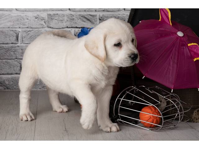 Лучший подарок на любое событие Элитные Щенки Питомника Лабрадор Ретривер С Документами Питомника Лабрадоры с Доставкой - Фото 80