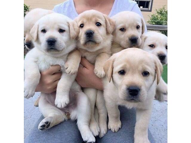 Лучший подарок на любое событие Элитные Щенки Питомника Лабрадор Ретривер С Документами Питомника Лабрадоры с Доставкой - Фото 21