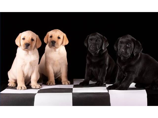 Лучший подарок на любое событие Элитные Щенки Питомника Лабрадор Ретривер С Документами Питомника Лабрадоры с Доставкой - Фото 30