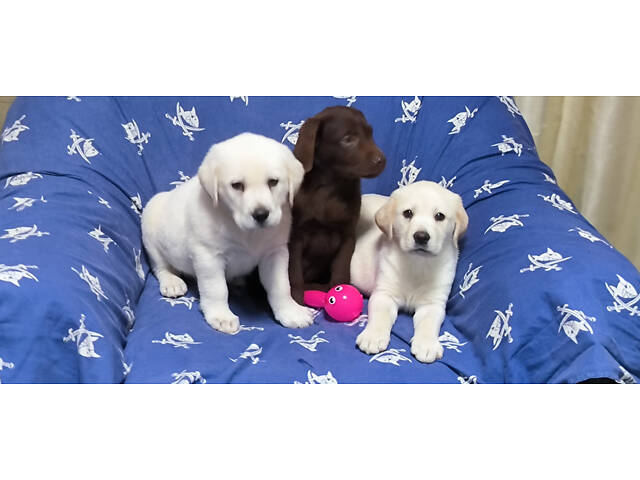 Лучший подарок на любое событие Элитные Щенки Питомника Лабрадор Ретривер С Документами Питомника Лабрадоры с Доставкой - Фото 36