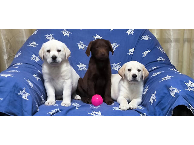 Лучший подарок на любое событие Элитные Щенки Питомника Лабрадор Ретривер С Документами Питомника Лабрадоры с Доставкой - Фото 37