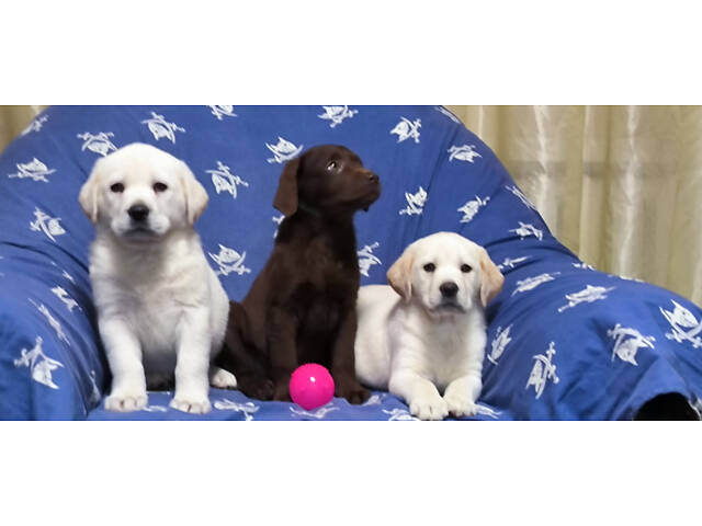 Лучший подарок на любое событие Элитные Щенки Питомника Лабрадор Ретривер С Документами Питомника Лабрадоры с Доставкой - Фото 38