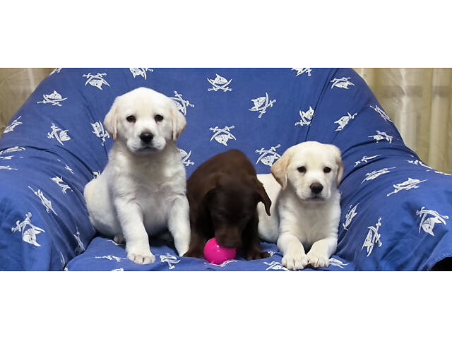 Лучший подарок на любое событие Элитные Щенки Питомника Лабрадор Ретривер С Документами Питомника Лабрадоры с Доставкой - Фото 39