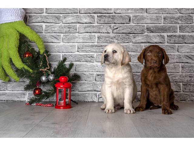 Лучший подарок на любое событие Элитные Щенки Питомника Лабрадор Ретривер С Документами Питомника Лабрадоры с Доставкой - Фото 41