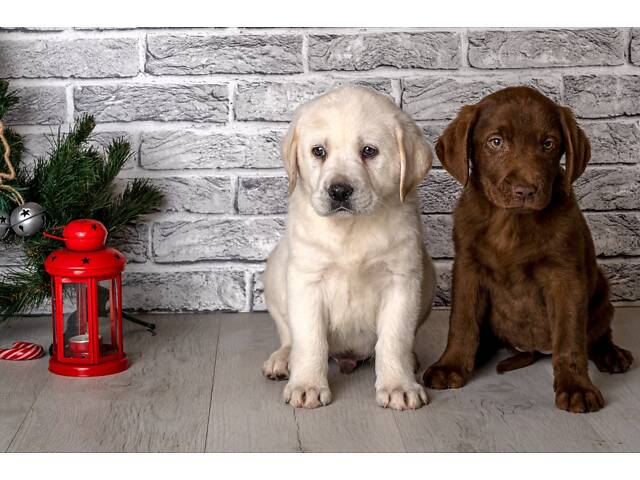 Лучший подарок на любое событие Элитные Щенки Питомника Лабрадор Ретривер С Документами Питомника Лабрадоры с Доставкой - Фото 42