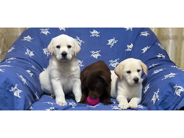 Лучший подарок на любое событие Элитные Щенки Питомника Лабрадор Ретривер С Документами Питомника Лабрадоры с Доставкой - Фото 43