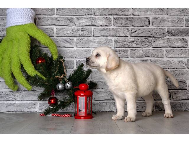 Лучший подарок на любое событие Элитные Щенки Питомника Лабрадор Ретривер С Документами Питомника Лабрадоры с Доставкой - Фото 44