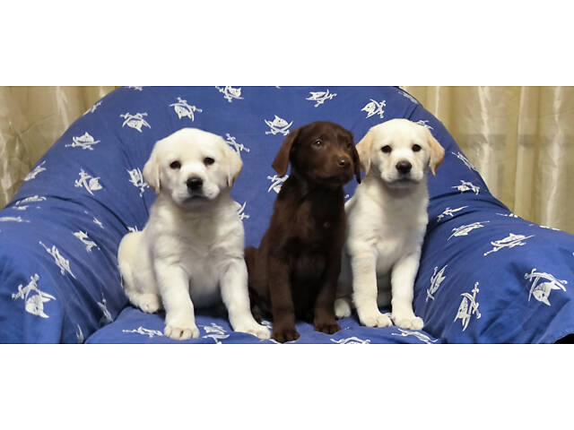 Лучший подарок на любое событие Элитные Щенки Питомника Лабрадор Ретривер С Документами Питомника Лабрадоры с Доставкой - Фото 46