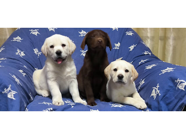 Лучший подарок на любое событие Элитные Щенки Питомника Лабрадор Ретривер С Документами Питомника Лабрадоры с Доставкой - Фото 47