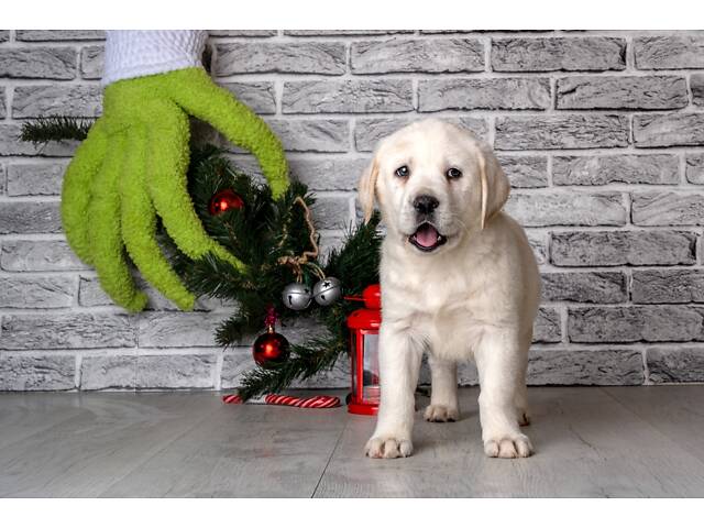 Лучший подарок на любое событие Элитные Щенки Питомника Лабрадор Ретривер С Документами Питомника Лабрадоры с Доставкой - Фото 48