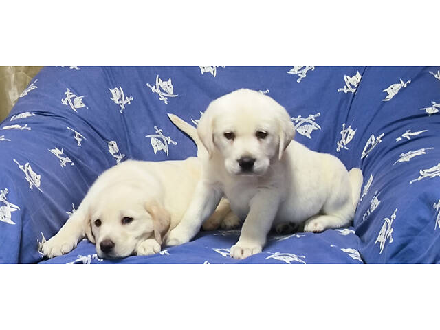 Лучший подарок на любое событие Элитные Щенки Питомника Лабрадор Ретривер С Документами Питомника Лабрадоры с Доставкой - Фото 49