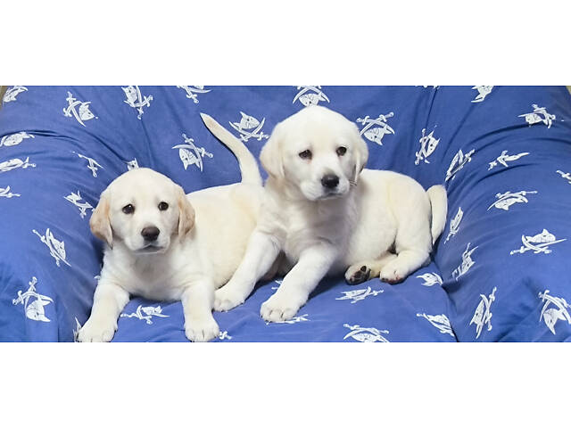 Лучший подарок на любое событие Элитные Щенки Питомника Лабрадор Ретривер С Документами Питомника Лабрадоры с Доставкой - Фото 50