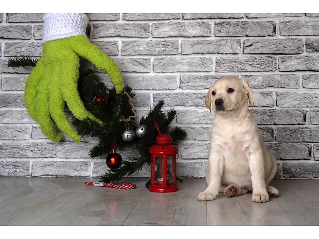 Лучший подарок на любое событие Элитные Щенки Питомника Лабрадор Ретривер С Документами Питомника Лабрадоры с Доставкой - Фото 53