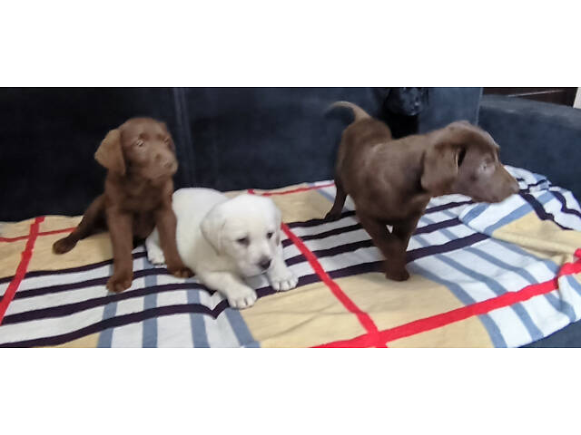 Лучший подарок на любое событие Элитные Щенки Питомника Лабрадор Ретривер С Документами Питомника Лабрадоры с Доставкой - Фото 54