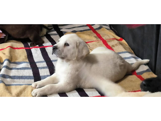 Лучший подарок на любое событие Элитные Щенки Питомника Лабрадор Ретривер С Документами Питомника Лабрадоры с Доставкой - Фото 56