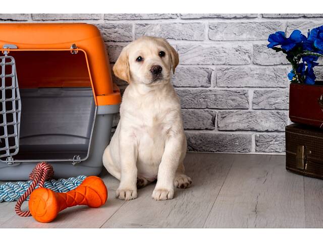 Лучший подарок на любое событие Элитные Щенки Питомника Лабрадор Ретривер С Документами Питомника Лабрадоры с Доставкой - Фото 57