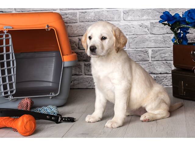 Лучший подарок на любое событие Элитные Щенки Питомника Лабрадор Ретривер С Документами Питомника Лабрадоры с Доставкой - Фото 58