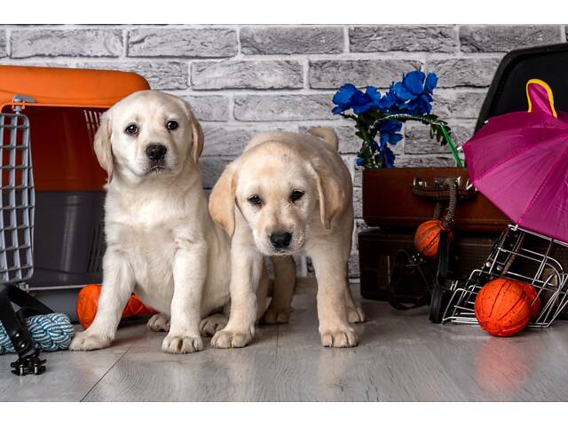 Лучший подарок на любое событие Элитные Щенки Питомника Лабрадор Ретривер С Документами Питомника Лабрадоры с Доставкой - Фото 66