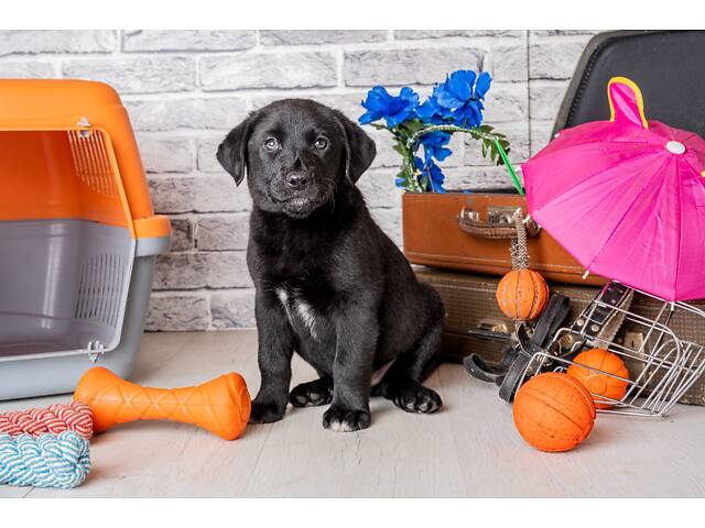 Лучший подарок на любое событие Элитные Щенки Питомника Лабрадор Ретривер С Документами Питомника Лабрадоры с Доставкой - Фото 67
