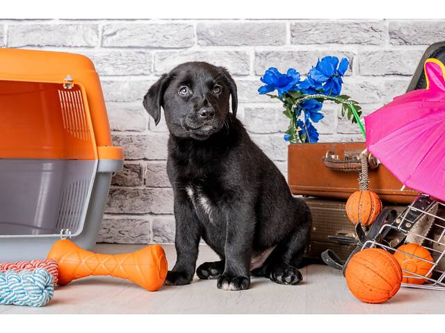 Лучший подарок на любое событие Элитные Щенки Питомника Лабрадор Ретривер С Документами Питомника Лабрадоры с Доставкой - Фото 68