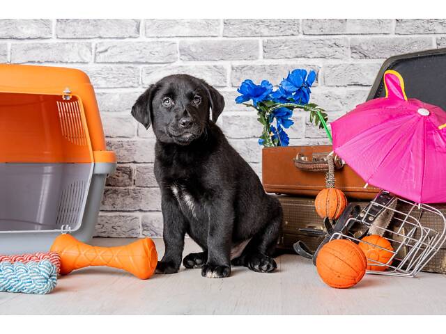 Лучший подарок на любое событие Элитные Щенки Питомника Лабрадор Ретривер С Документами Питомника Лабрадоры с Доставкой - Фото 69