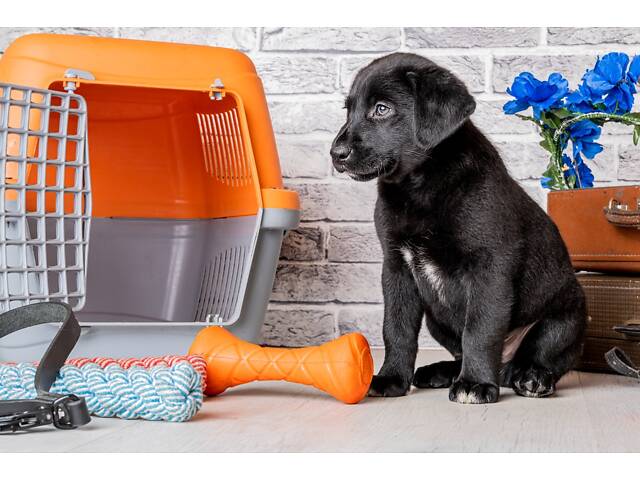 Лучший подарок на любое событие Элитные Щенки Питомника Лабрадор Ретривер С Документами Питомника Лабрадоры с Доставкой - Фото 70