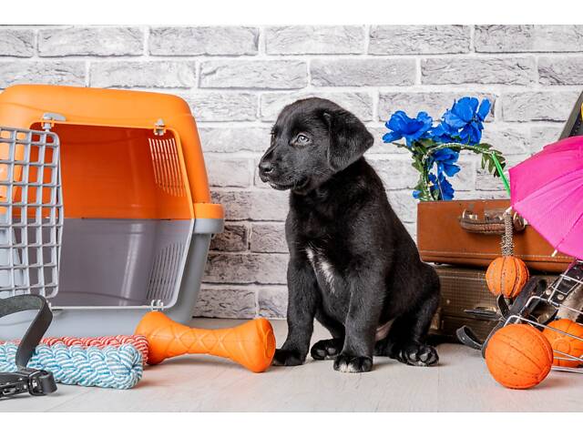 Лучший подарок на любое событие Элитные Щенки Питомника Лабрадор Ретривер С Документами Питомника Лабрадоры с Доставкой - Фото 71