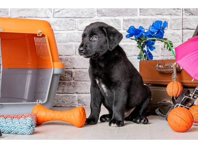 Лучший подарок на любое событие Элитные Щенки Питомника Лабрадор Ретривер С Документами Питомника Лабрадоры с Доставкой - Фото 72