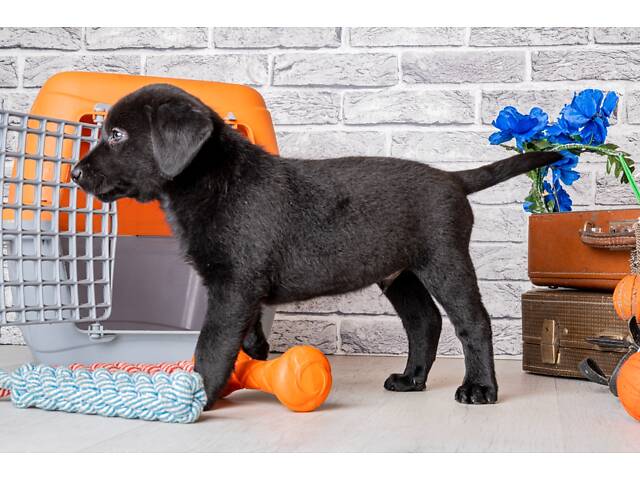 Лучший подарок на любое событие Элитные Щенки Питомника Лабрадор Ретривер С Документами Питомника Лабрадоры с Доставкой - Фото 74