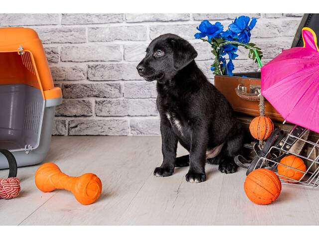 Лучший подарок на любое событие Элитные Щенки Питомника Лабрадор Ретривер С Документами Питомника Лабрадоры с Доставкой - Фото 75