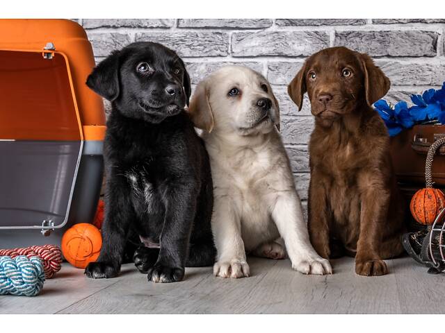 Лучший подарок на любое событие Элитные Щенки Питомника Лабрадор Ретривер С Документами Питомника Лабрадоры с Доставкой - Фото 79
