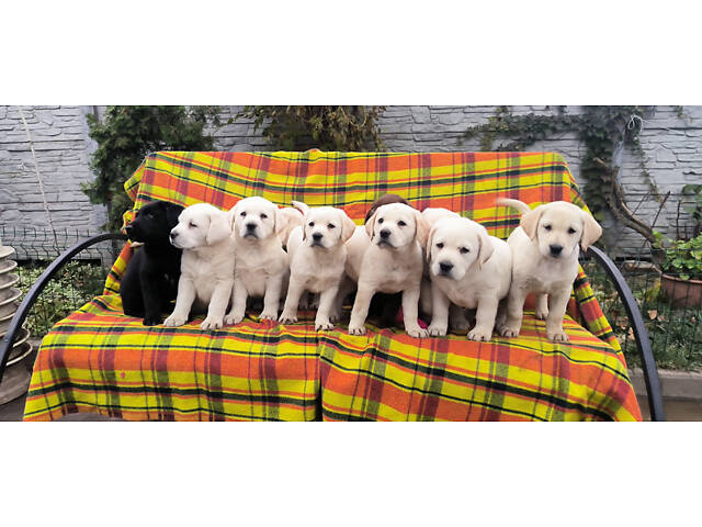 Лучший подарок на любое событие Элитные Щенки Питомника Лабрадор Ретривер С Документами Питомника Лабрадоры с Доставкой - Фото 81