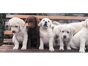 Лучший подарок на любое событие Щеночек Лабрадор Ретривер Доставка в Німеччину