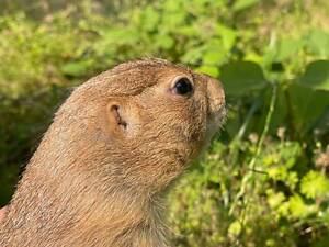 Лугова собачка, циноміс, степова собачка