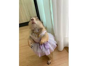 Луговий собака, степовий собачка милий соціальний та ручний