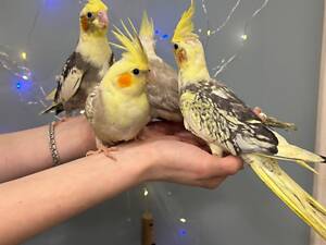 Лимонний папуга корела