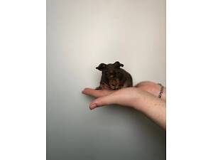 Лиса морська свинка, гола або скіні гіпоалергенна