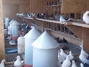 М'ясна порода Хаббелл !!!