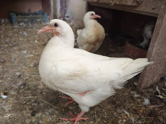 М'ясна птиця Хуббел (Hubbel) - Фото 2