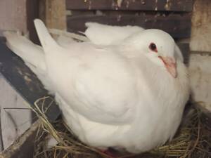 М'ясна птиця Хуббел (Hubbel)