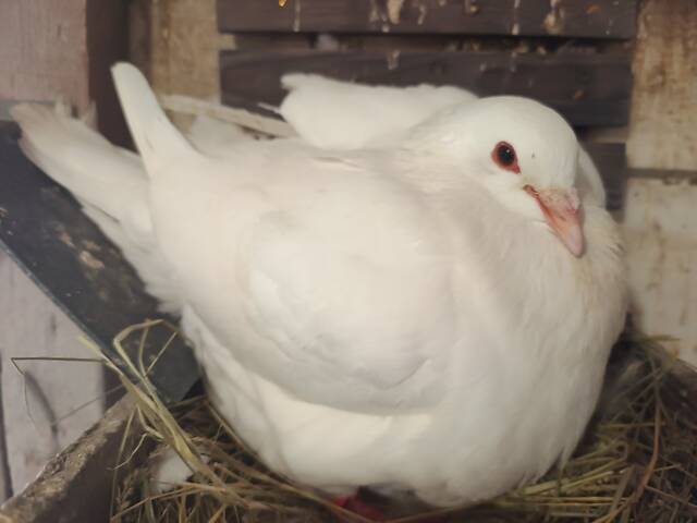 М'ясна птиця Хуббел (Hubbel) - Фото 1