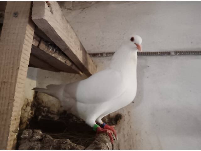 М'ясна птиця Хуббел (Hubbel) - Фото 3