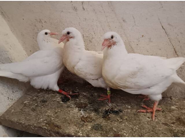 М'ясна птиця Хуббел (Hubbel) - Фото 4