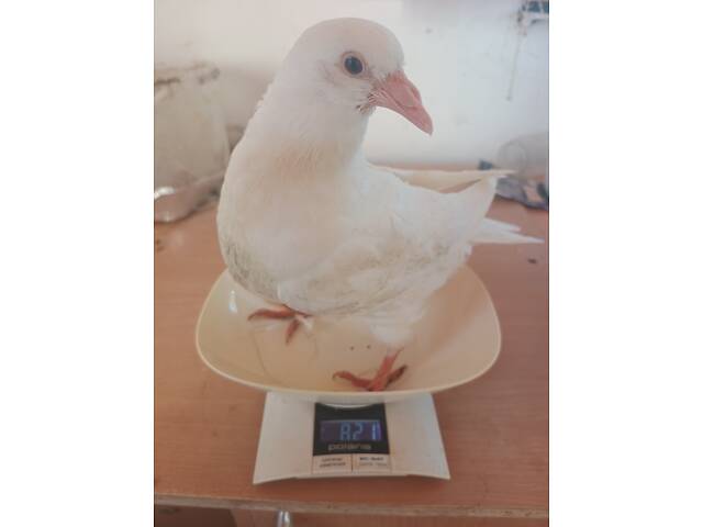 М'ясна птиця Хуббел (Hubbel) - Фото 5