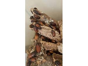 Мадагаскар, мадагаскарський тарган, шиплящий тарган