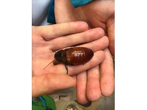 Мадагаскарский таракан, необычный безопасный любимец, шипящий.